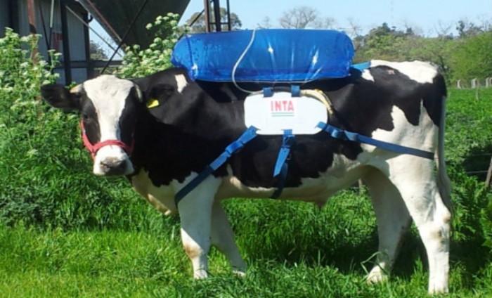 La vache, un générateur de carburant vert ?