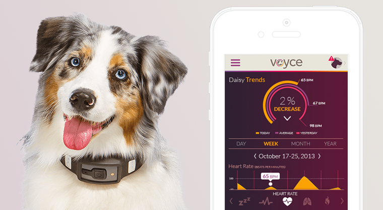 Une technolgie portable au service de son animal domestique