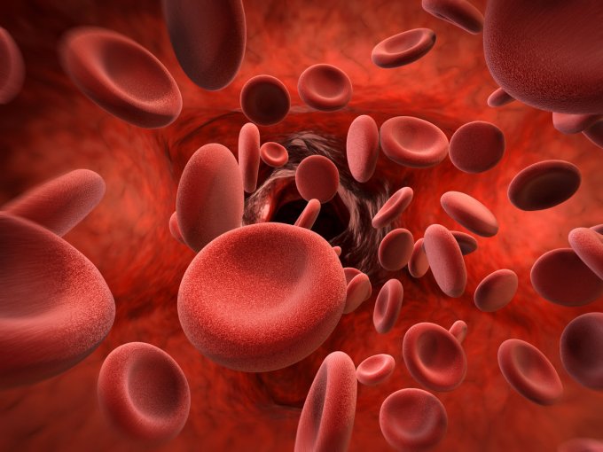 Globules rouges traversent un vaisseau sanguin.