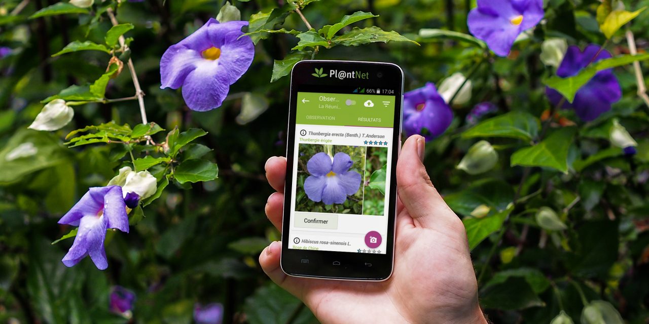 Pl@ntNet, l’application ludique pour identifier les plantes