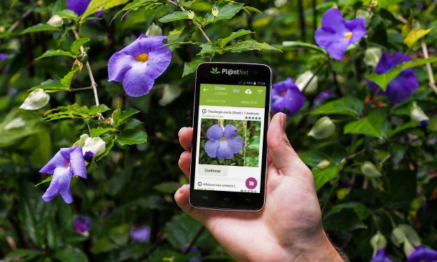 Pl@ntNet, l’application ludique pour identifier les plantes