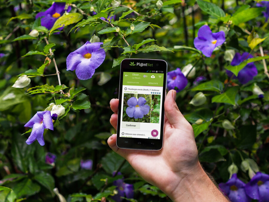 Pl@ntNet, l’application ludique pour identifier les plantes