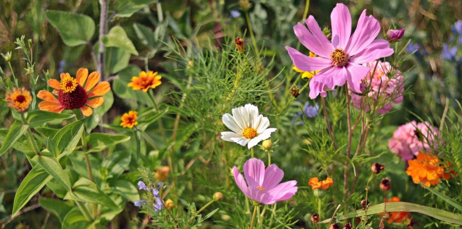 Fleurs des champs